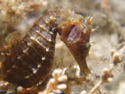 Sea horse, florida. by Joanne Fraser 
